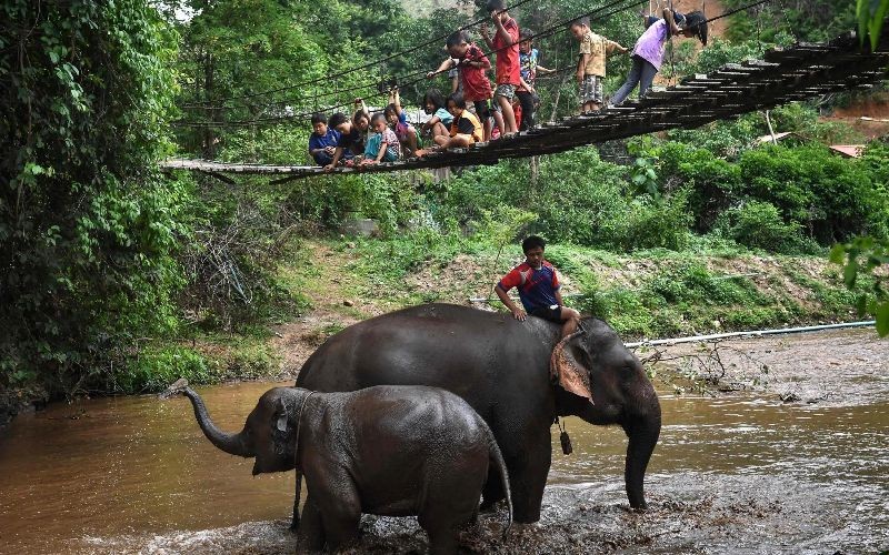 Shows children watching a mother and young elephant bathing in Baan Na Klang village in the northern Thai province of Chiang Mai, where over 100 elephants returned from various tourist camps since the outbreak of the COVID-19 coronavirus.  (Photo by Lillian Suwanrumpha/AFP Photo)